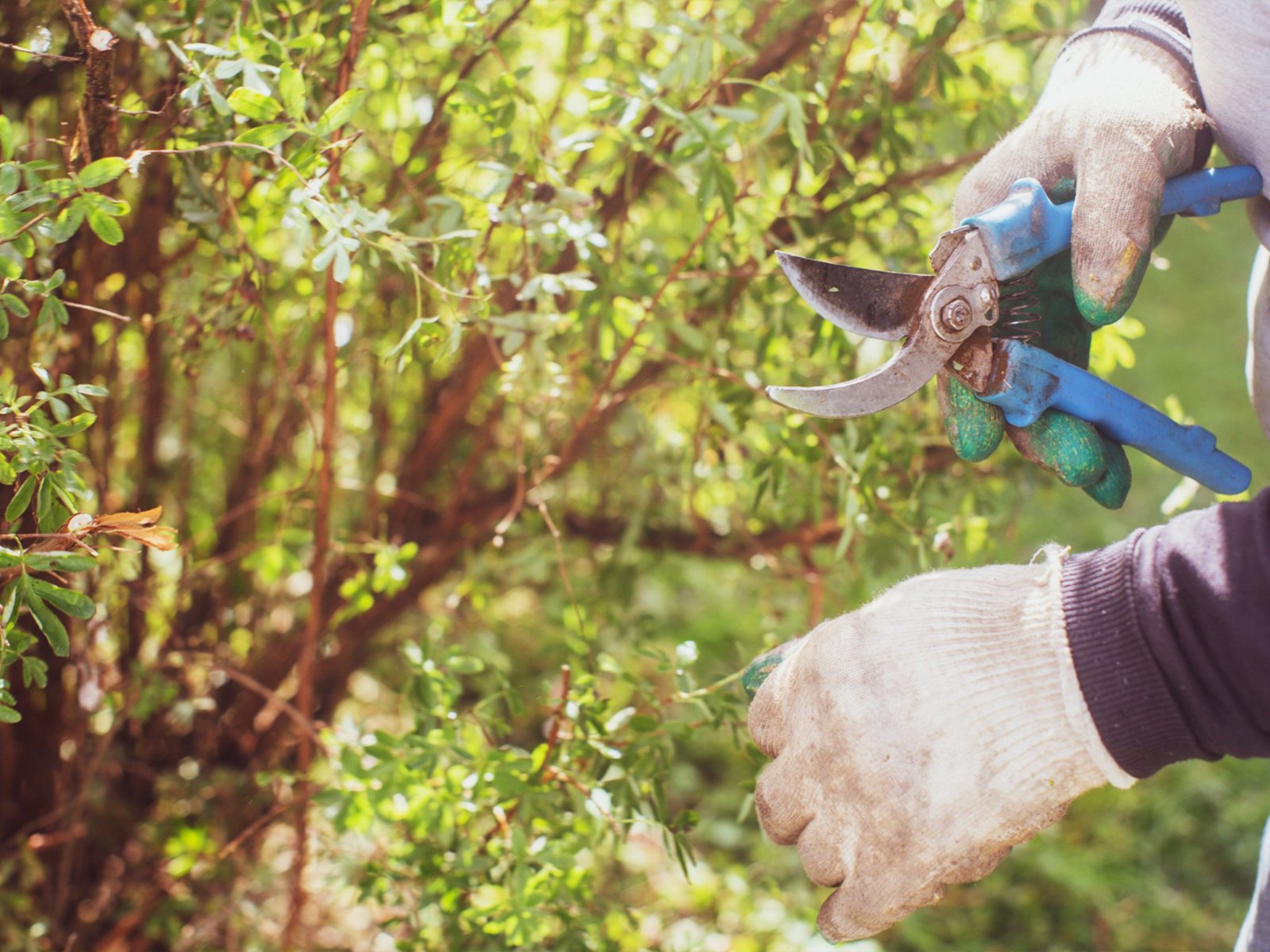 pruning-services-icon